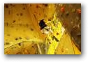   » Klick zum Vergrößern ->